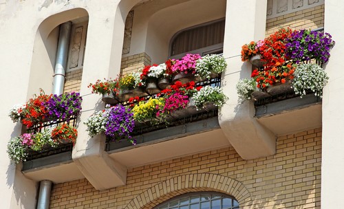 Multi-colored Flowers On Balcony