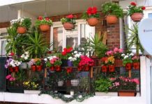 Những giải pháp hữu hiệu giúp nhà chật vẫn trồng được cây xanh