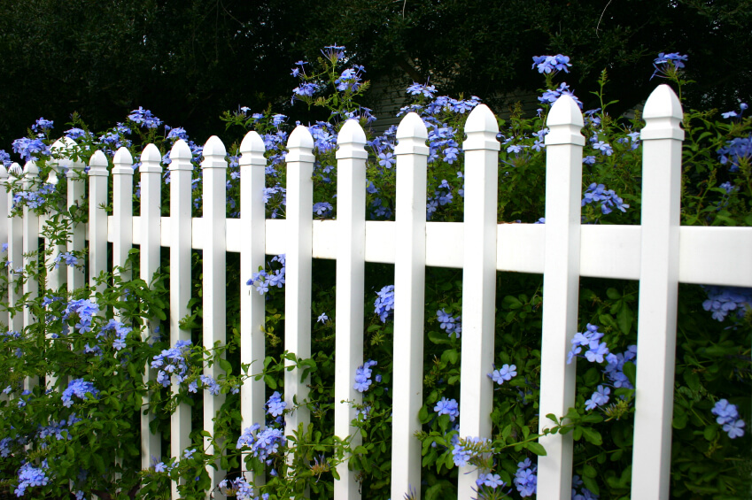 Gợi ý trang trí hoa cho hàng rào trở nên thu hút và đẹp mắt mà bạn ...