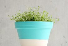 Ý tưởng trang trí chậu cây xinh xắn cho ngôi nhà mà bạn không nên bỏ qua