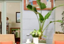 Nhà chật vẫn có thể trồng cây xanh “vô tư”, bạn tin không?