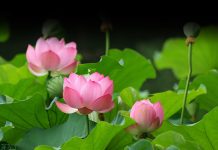 “Bí kíp” chọn hoa cúng bàn thờ – loại nào nên chọn và không nên chọn? hoa-sen