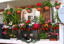Nhà chật thì chật nhưng vẫn có chỗ trồng cây xanh với các giải pháp dưới đây. trong cay (1)