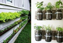 “Mẹo” bố trí cây xanh cho nhà chật thêm sinh động.
