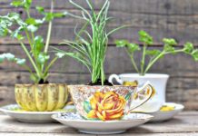 Trang trí cho không gian sống vườn hoa mini đẹp “tuyệt hảo” với ý tưởng tận dụng tách trà cũ. chau cay mini voi tach tra